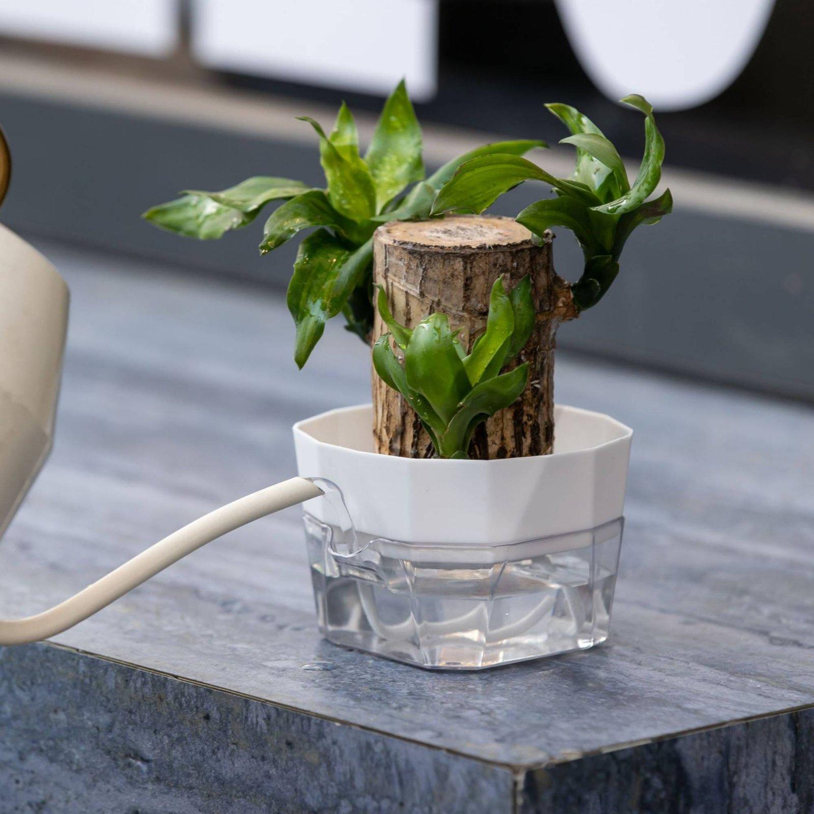 Hydroponic Vase Two Layer Self - đánh giá và giá Pet Supplies In